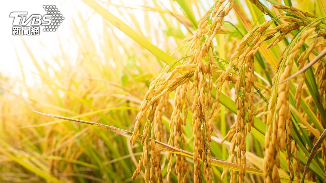 全球稻米遇20年最大短缺影響逾35億人口。（示意圖／shutterstock 達志影像）