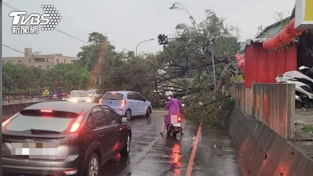 大里區日新路與大智路口的一棵大樹倒塌。（圖／市議員江和樹提供）