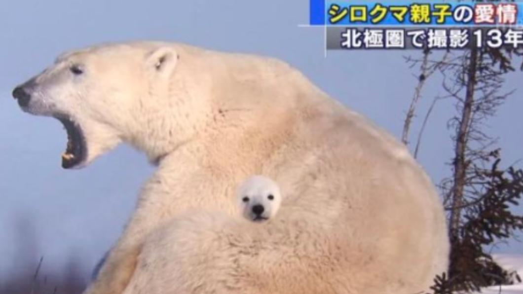 一張熊寶寶的頭，出現在成熊身上的照片，在網路上流傳。（圖／翻攝自推特＠kaso_ku_）