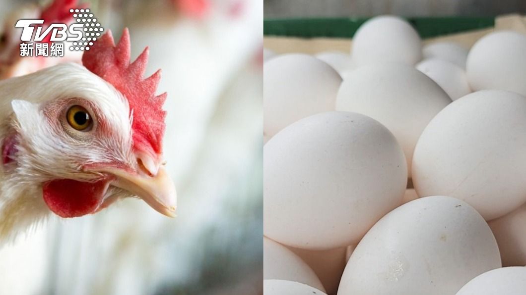 先有雞還是先有蛋，答案終於揭曉。（示意圖／shutterstock達志影像、TVBS）