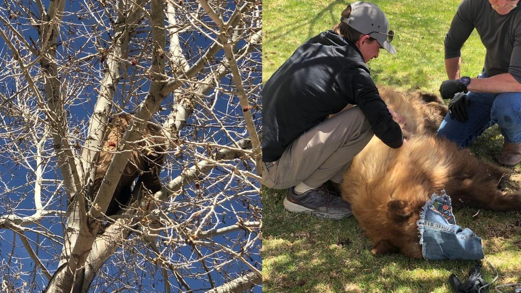 美國內華達州1隻棕熊離奇爬到樹上，結果竟因此受困。（圖／翻攝自「Reno Fire Department」臉書）