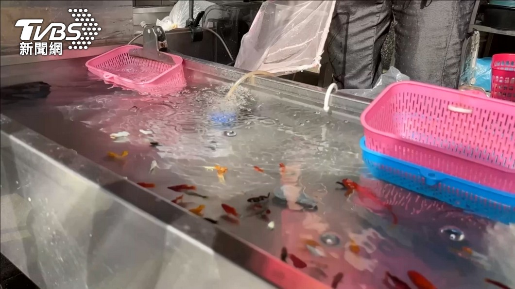 《動物保護法》原訂禁止夜市撈金魚。（圖／TVBS）