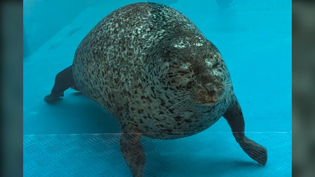 日本水族館這隻可愛的海豹以鰭狀四肢撐地，彷彿在做伏地挺身運動。（圖／翻攝自@GacchiRika推特）