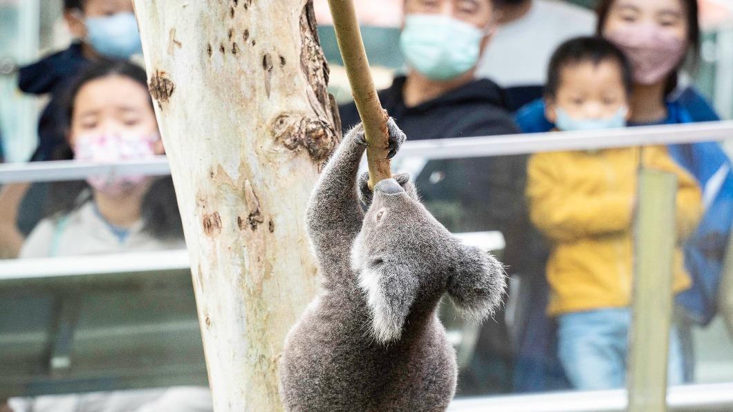 北市動物園無尾熊怕熱鬧　改由保育員定時陪出場。（圖／台北市立動物園提供）