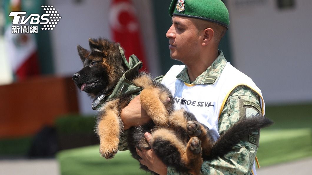 土耳其回送墨西哥一隻搜救犬「Arkadas」。（圖／達志影像路透社）