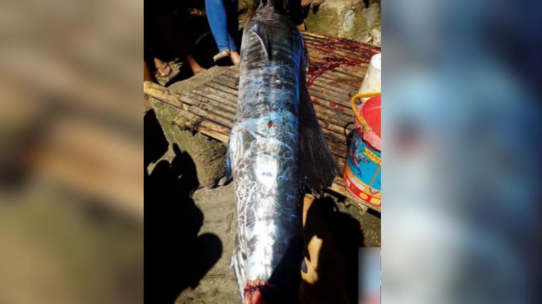 菲律賓南部海域捉到「滿身刺青」的黑皮旗魚。（圖／翻攝自《大都會報》）