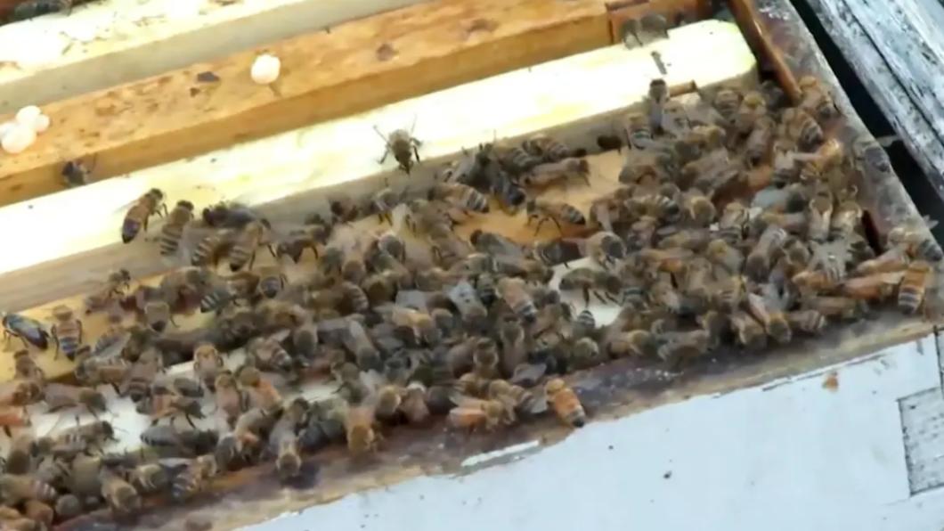 100萬隻蜜蜂「蜂湧而出」，在高速公路上「大逃竄」。（圖／翻攝自《紐約郵報》）