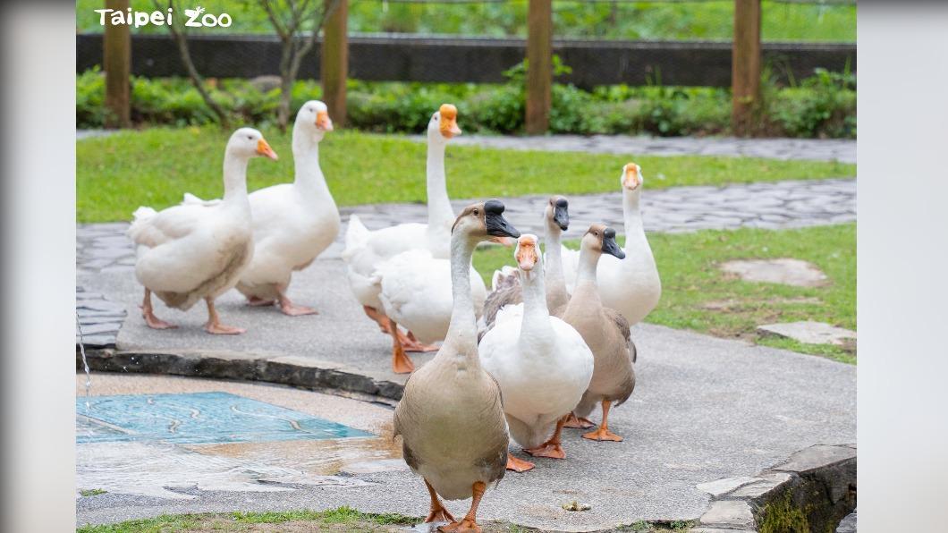 動物園近期每週日上午都推出「家鵝遊行」。（圖／翻攝動物園官網）
