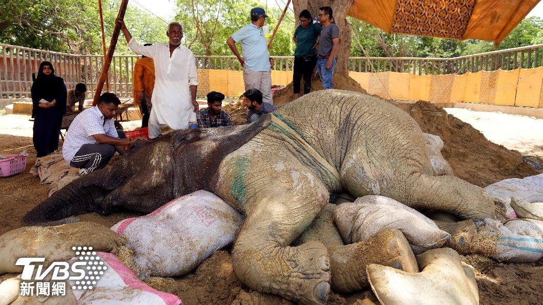 巴基斯坦喀拉蚩動物園「努爾賈汗」大象摔傷不久後死亡，園區糟糕設備也惹怒眾多民眾。（圖／達志影像美聯社）