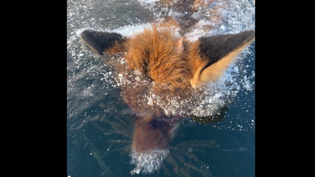 狐狸疑似不幸掉入湖中被凍死。（圖／翻攝自Dusan Kao臉書）
