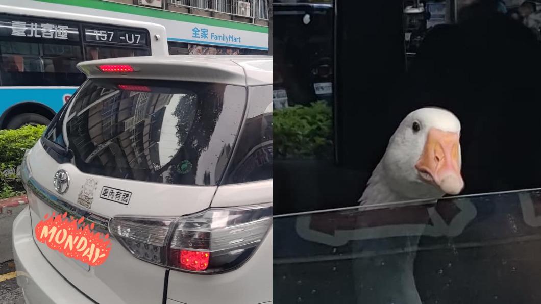 車主在後方貼上「車內有鵝」貼紙，引起網友關注。（圖／翻攝自路上觀察學院）