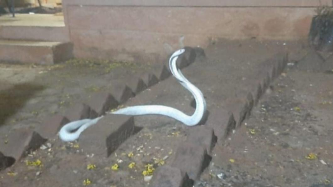 印度一戶人家雨後出現白化眼鏡蛇。（圖／翻攝自《每日星報》）