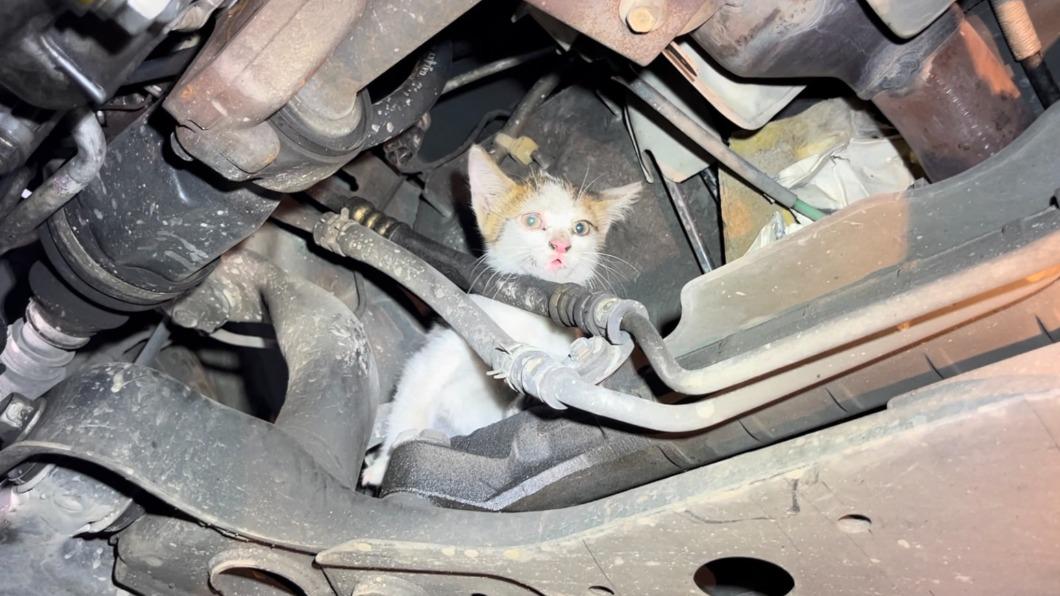 民眾開車從台中北上基隆，開到基隆住家時發現汽車引擎室內不斷傳出「喵喵喵」的叫聲，仔細查看才發現一隻幼貓躲在汽車體盤內。（圖／基隆市警察局提供）