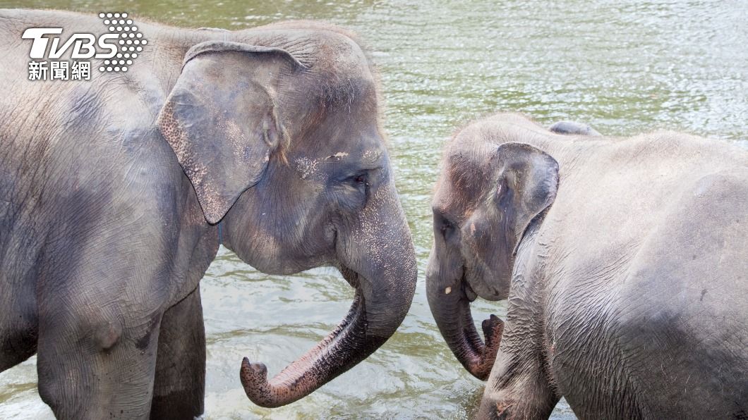 一對來自美國的夫婦到印尼峇里島旅遊，妻子卻在合照時不慎被大象咬斷手。（示意圖／shutterstock達志影像）