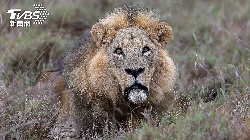 肯亞近期發生多起野生獅子遭殺害的事件。（示意圖／達志影像歐新社）