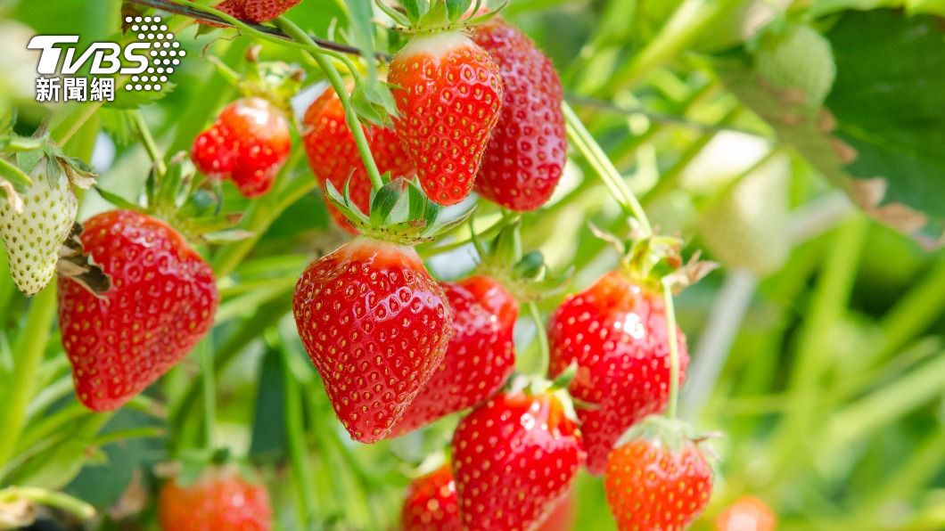 日本草莓檢出農藥超標。（示意圖／Shuttershock達志影像）