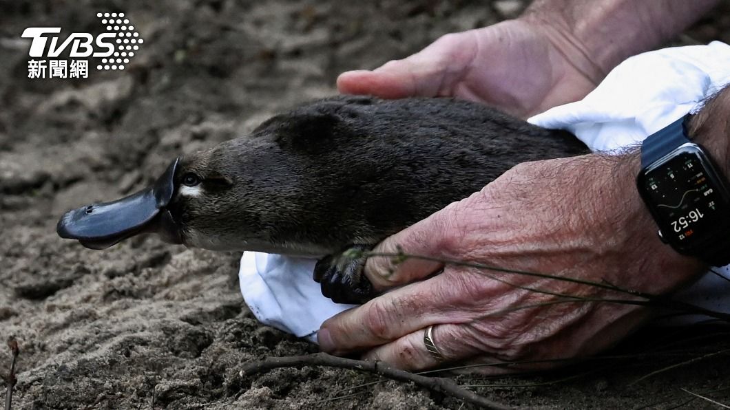 澳洲保育團體與政府合作，12日在園區內野放4隻母鴨嘴獸。（圖／達志影像路透社）