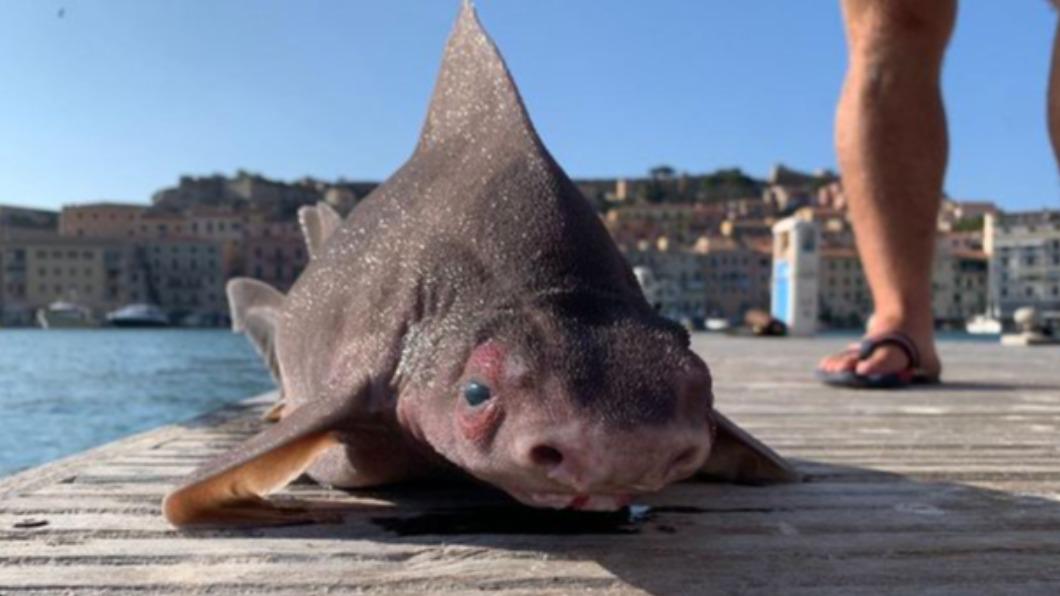 義大利漁港捕獲獵奇「豬臉鯊」。（圖／翻攝自《鏡報》）
