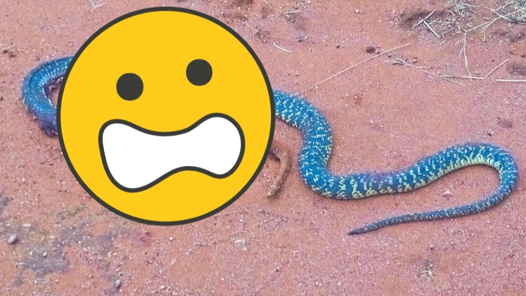 南非近日有2條蛇「一屍兩命」，在網路上掀起熱議。（圖／翻攝自推特）