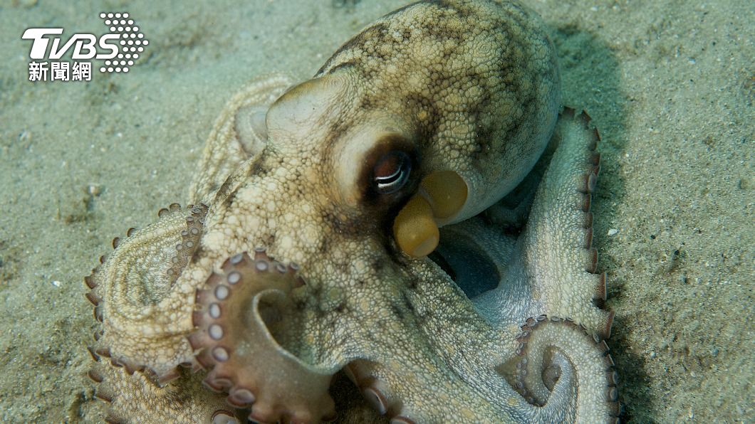 章魚擁有異常複雜的神經系統，是高智商海洋生物。（圖／shutterstock 達志影像）