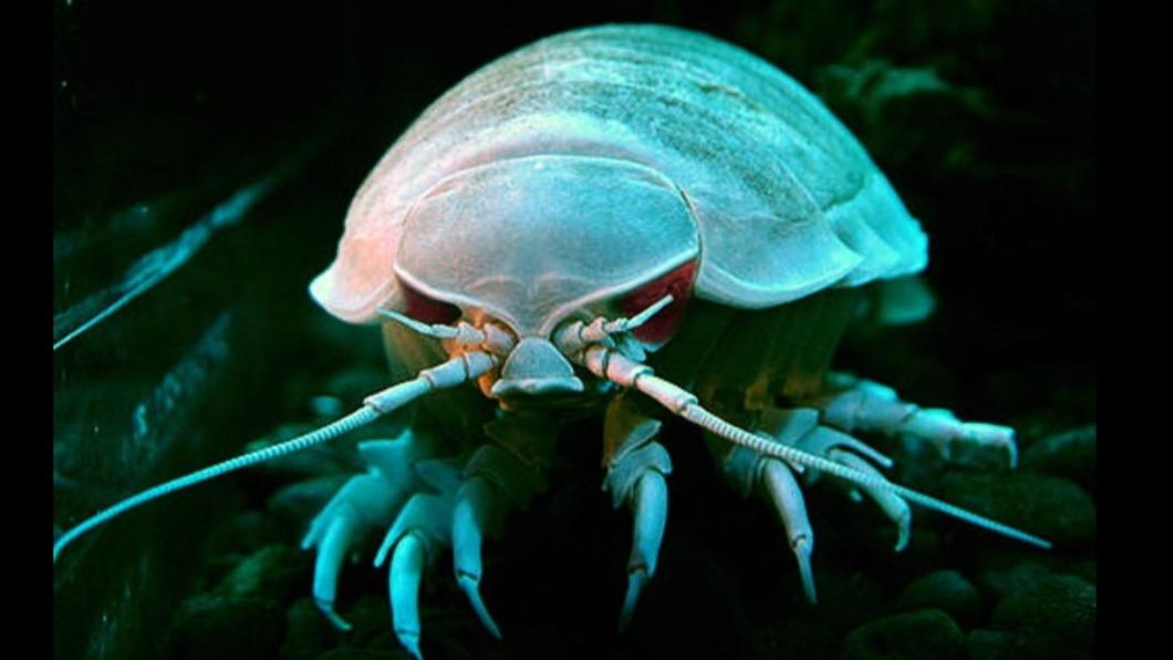 「大王具足蟲」為肉食性動物，主要食用海洋生物的屍體。（圖／翻攝自動物星球頻道臉書）