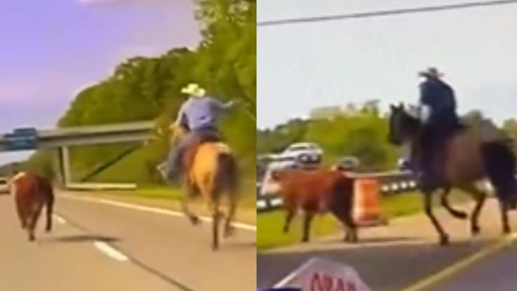 美國密西根州（Michigan）I-75州際公路驚見飼主「騎馬追牛」。（圖／翻攝自 推特）