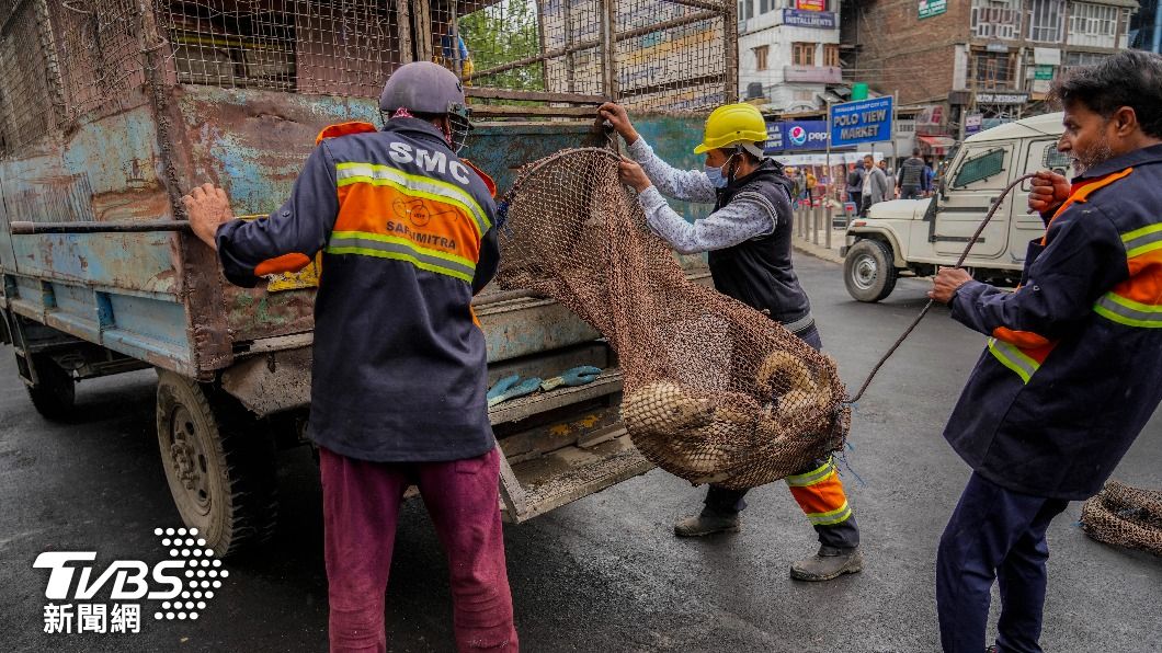 印度克什米爾（Jammu and Kashmir）首都斯利那加（Srinagar）市政府工作人員將抓捕到的犬隻送上卡車。（圖／達志影像美聯社）