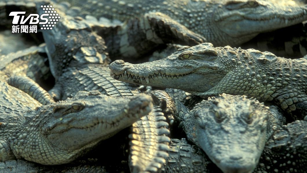 柬埔寨暹粒附近有許多鱷魚養殖場。（資料照／shutterstock 達志影像） 悚！柬埔寨老翁慘被拖進水池　遭40隻鱷魚圍攻咬死