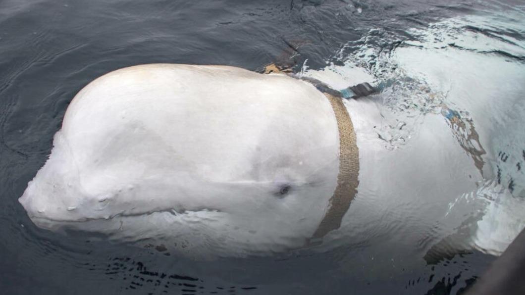疑俄海軍訓練的間諜白鯨「Hvaldimir」28日被目擊出現在瑞典亨尼博斯特蘭德（Hunnebostrand）。（圖／翻攝自 推特） 疑俄海軍訓練「間諜白鯨」又現蹤　瑞典西南海岸被目擊