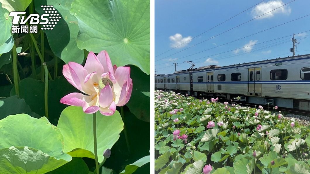 荷花和火車交織的美景。（圖／TVBS）