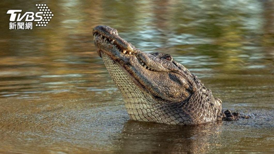 鱷魚攻擊人類事件在澳洲並不常見。（示意圖／shutterstock 達志影像）