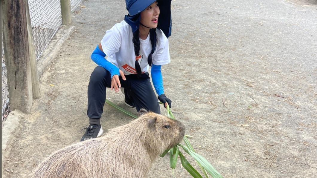 企鵝妹餵食水豚。（圖／翻攝自《頑皮世界野生動物園》臉書）