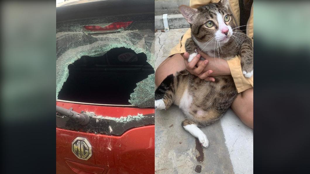 8.5公斤重虎斑貓「師父」（Shifu）從6樓墜落砸毀汽車。（圖／翻攝自 FB）