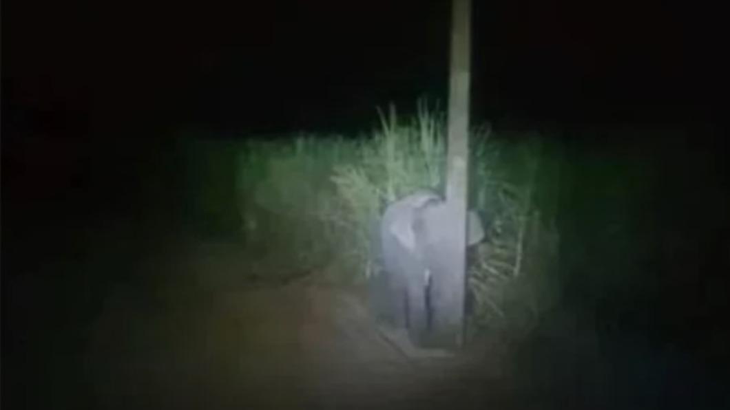 小象躲在電線桿後面。（圖／翻攝自9GAG）