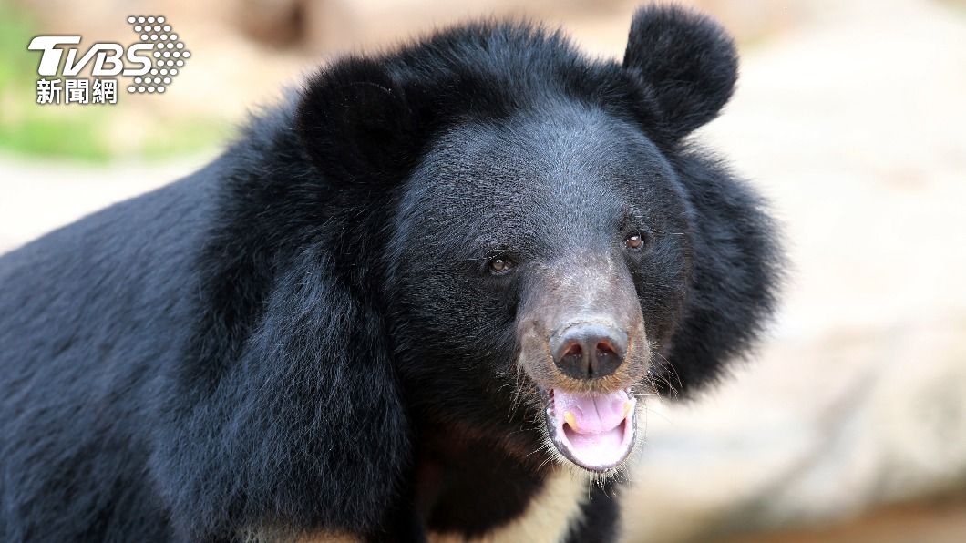 野生黑熊疑似闖入日本岩手縣動物園。（示意圖／shutterstock 達志影像）