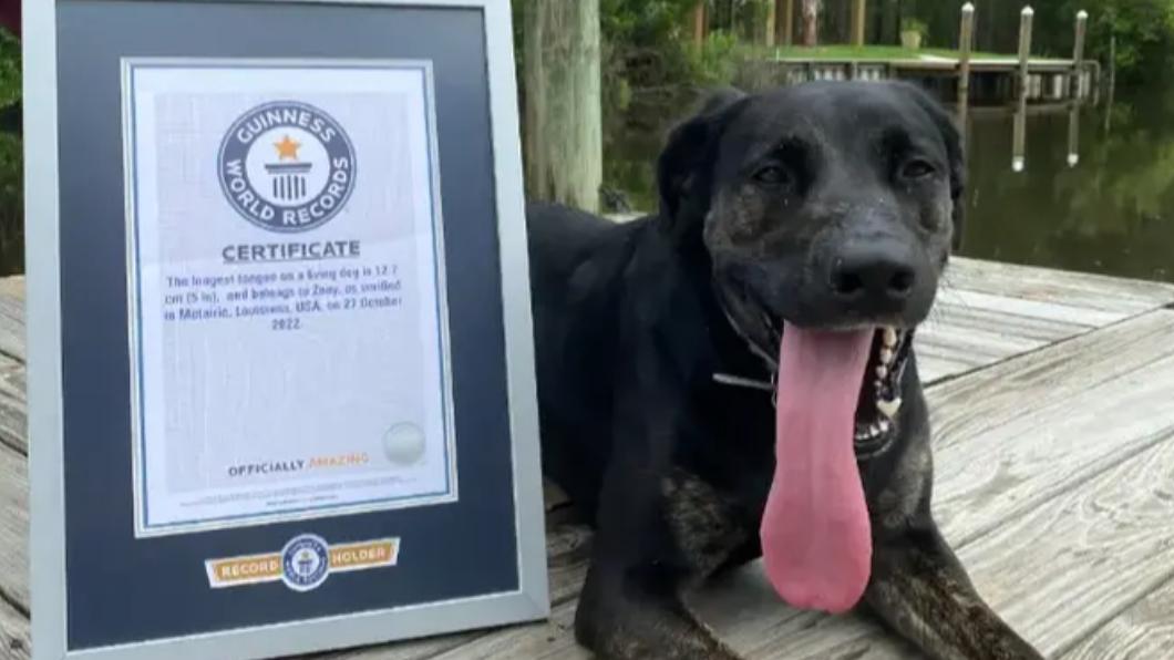 「佐伊」（Zoey）舌長12.7公分，獲金氏世界紀錄認證為「全球最長舌狗」。（圖／翻攝自 金氏世界紀錄）