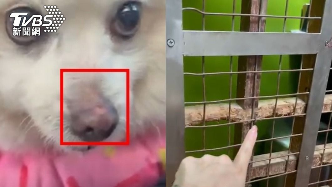愛犬住寵物房「鼻子皮被刮掉」爆血。（圖／TVBS）