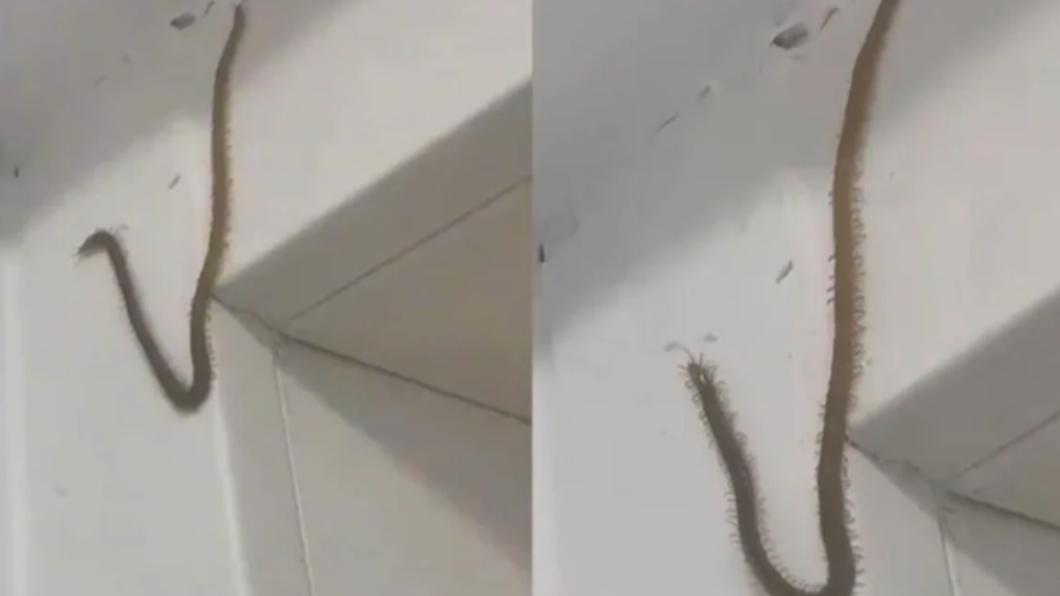 泰國屋內驚見「巨無霸蜈蚣」，沿著牆壁轉角緩慢爬行。（圖／翻攝自《The Thaiger》）