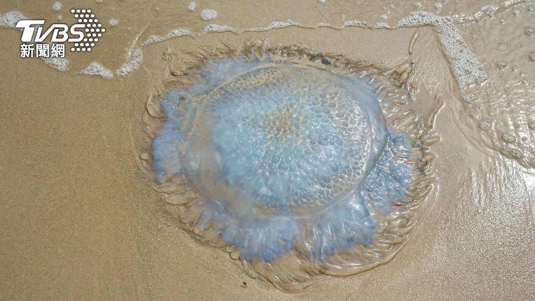 褐色根口水母，俗稱桶水母。（圖／shutterstock達志影像）