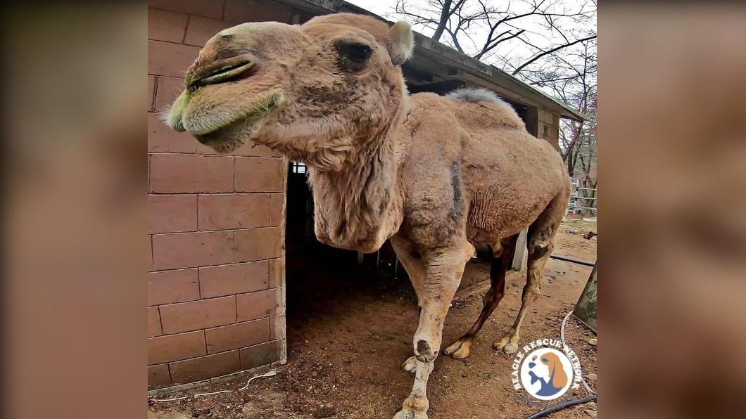 大邱某動物園業者未安排醫療團隊為駱駝進行治療，還將其屍塊當作飼料餵養老虎 。（圖 / 翻攝自臉書비글구조네트워크 Beagle Rescue Network）