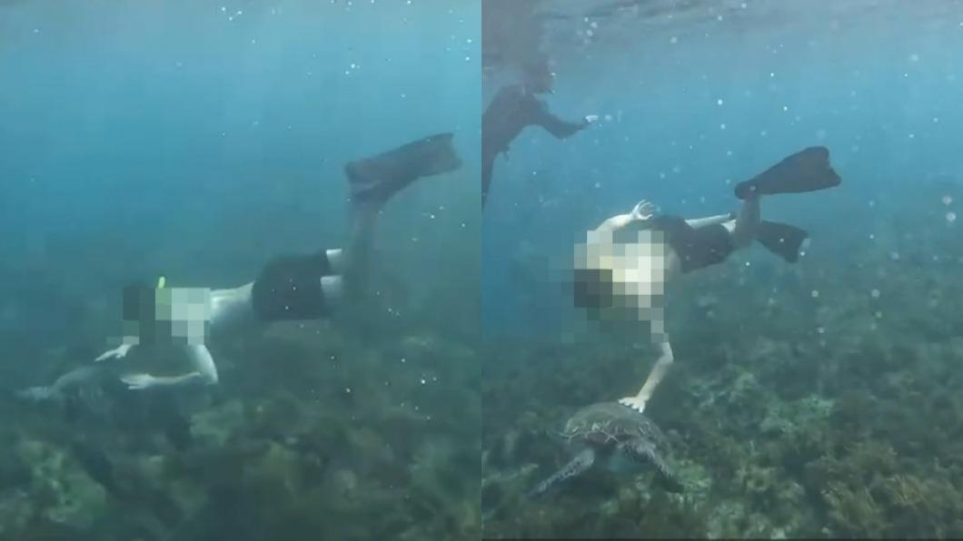 小琉球潛客二度騷擾海龜，過程全都錄。（圖／翻攝自小琉球聯盟）