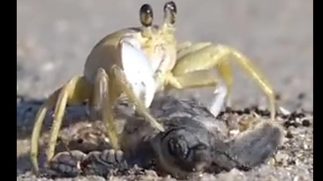 螃蟹靠近剛孵化不久的小海龜。（圖／翻攝自微博）