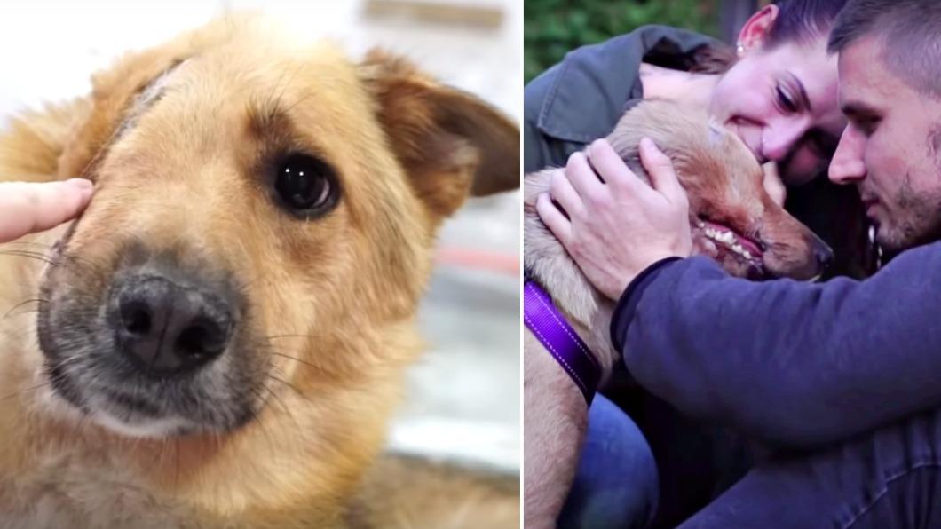 這隻名叫天空（Sky）的狗狗因被人虐待、失去右半邊的臉，但堅強挺過手術，找到愛牠的新家。（圖／翻攝自Viktor Larkhill Youtube頻道）
