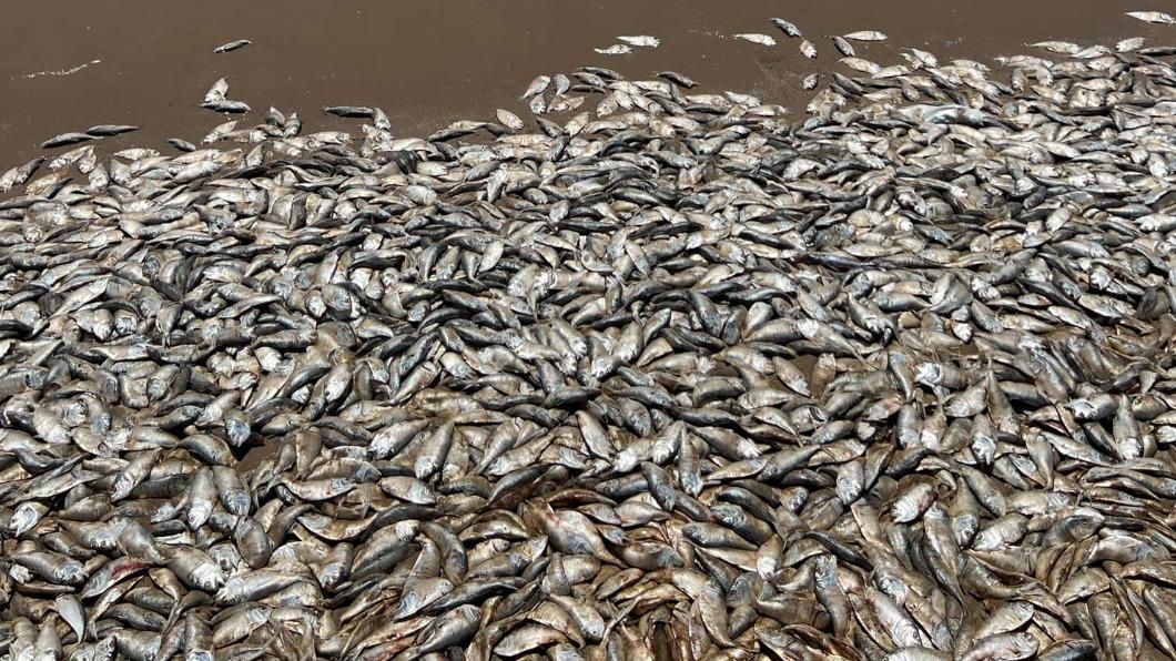 在金塔納海灘郡公園（Quintana Beach County Park）海灘上的大量魚屍。（圖／翻攝自Quintana Beach County Park臉書）