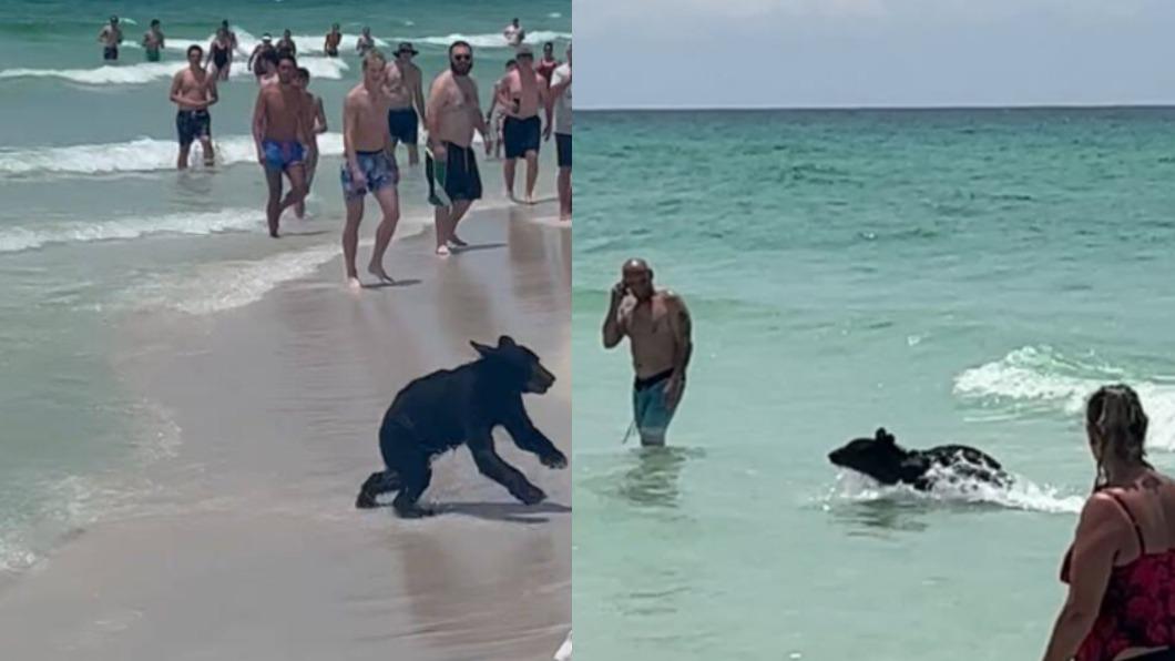 小熊出現在佛州海灘。（圖／翻攝自推特＠MattDevittWINK、MegaNewsUpdates）