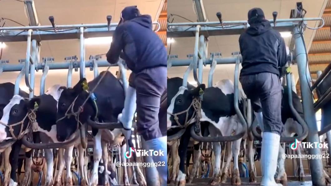 在事發牧場的牛舍，一名男性員工拉住牛繩，不斷對牛隻施暴。（圖／翻攝自推特）