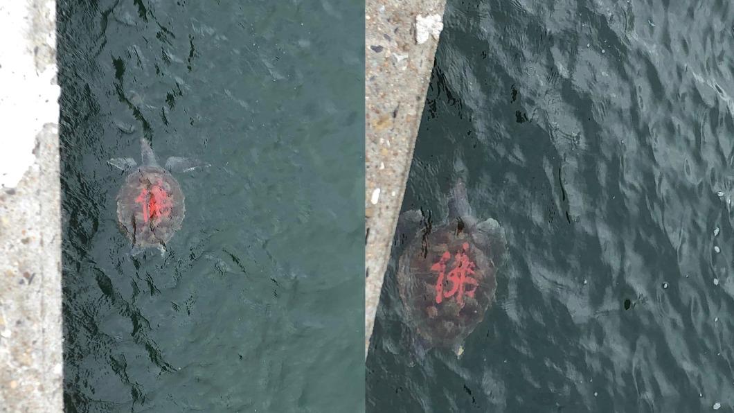 網友在台南發現疑似被放生的海龜。（圖／翻攝自爆料公社）