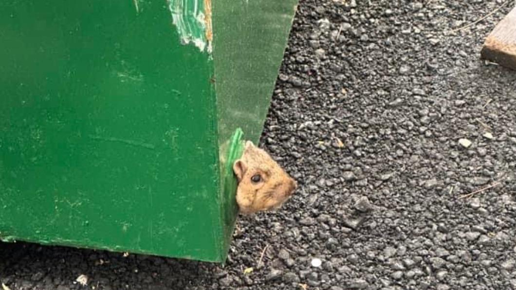 松鼠卡在垃圾桶底部。（圖／翻攝自Peterborough Fire & Rescue臉書）