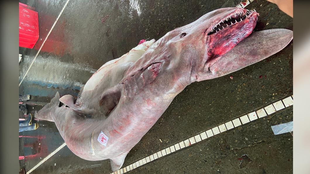 宜蘭漁民捕獲一條重達800公斤的哥布林鯊。（圖／翻攝自台灣海洋藝術館臉書）