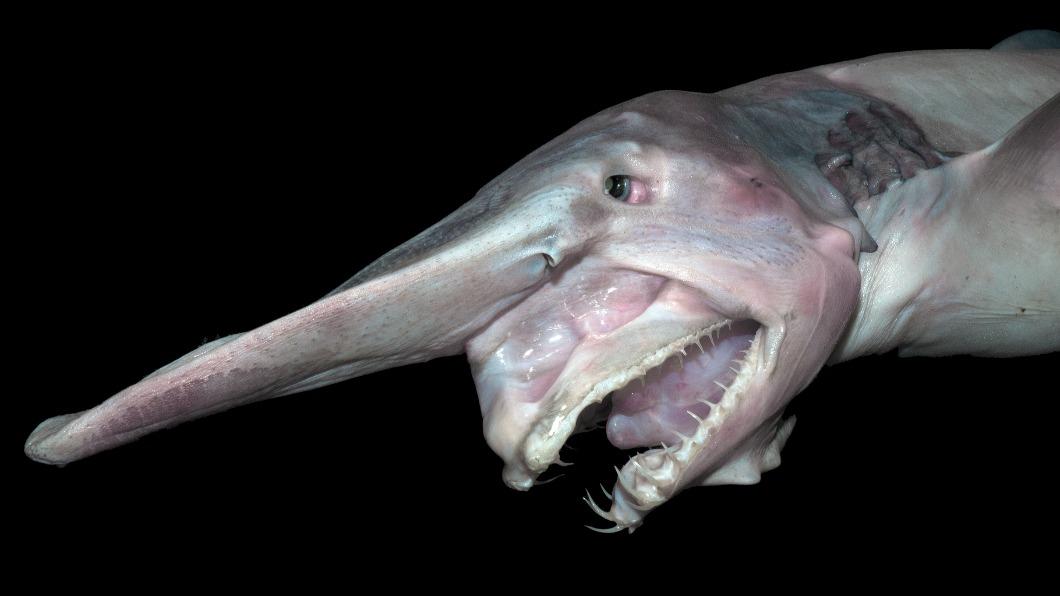 「哥布林鯊」（Goblin Shark）1995年首次被發現後，險些被「滅族」。（圖／翻攝自 Shark Database）